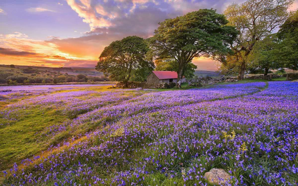 tree nature meadow HD Desktop Wallpaper | Background Image