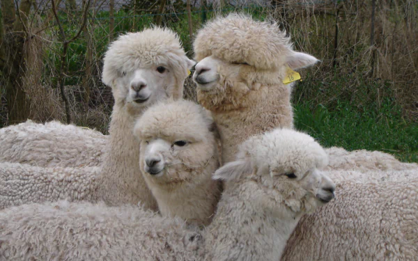 Animal alpaca HD Desktop Wallpaper | Background Image