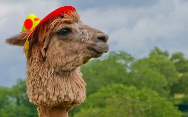 Animal alpaca HD Desktop Wallpaper | Background Image