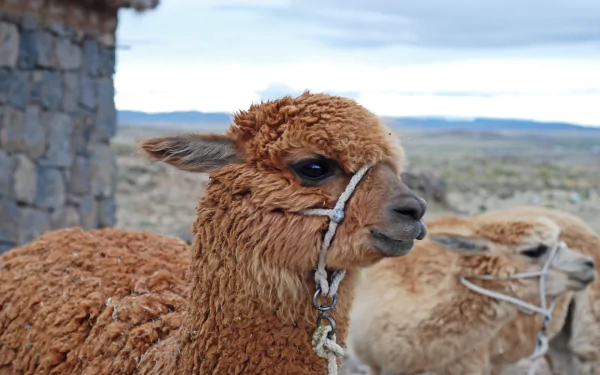 Animal alpaca HD Desktop Wallpaper | Background Image