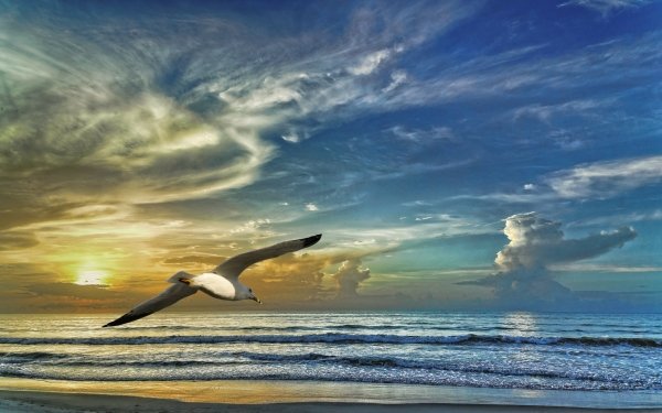 Animal Seagull Birds Seabirds Flight Sea Seashore Sunset Cloud Wave HD Wallpaper | Background Image