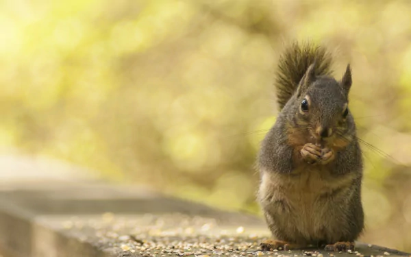 sunlight Animal squirrel HD Desktop Wallpaper | Background Image