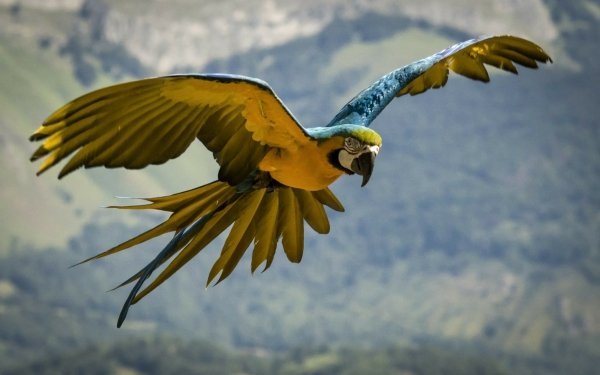 Animal Blue-and-yellow Macaw Birds Parrots Macaw Parrot Flight HD Wallpaper | Background Image
