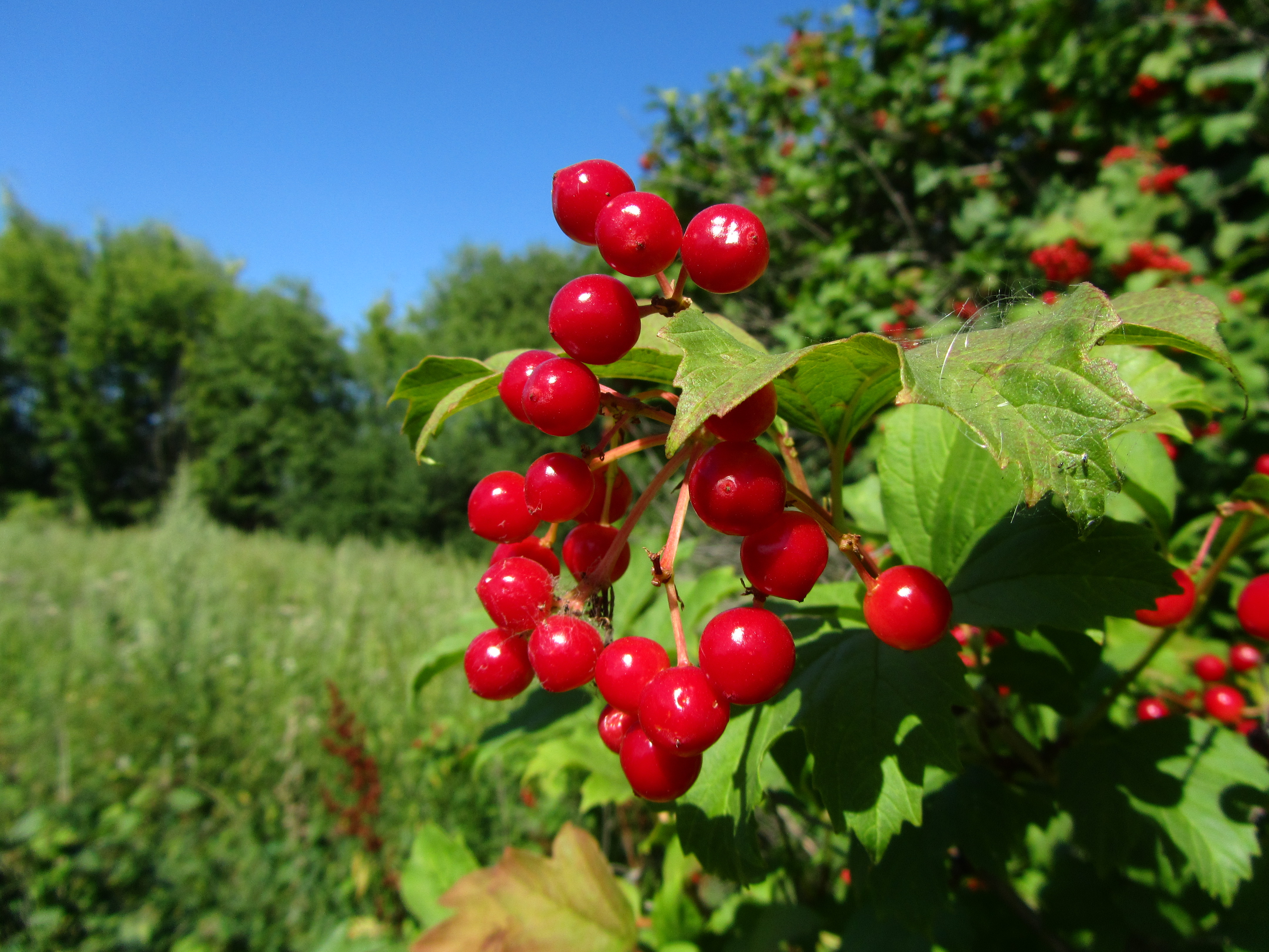 Download Food Berry 4k Ultra HD Wallpaper by Vergilius