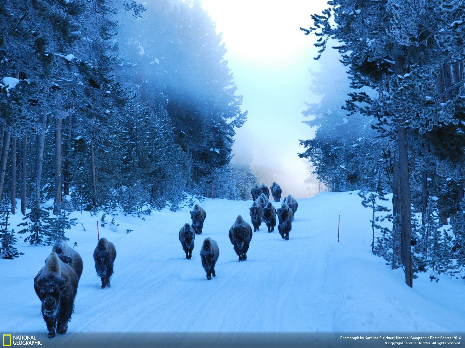 Download Forest Buffalo Snow Animal American Bison Winter Animals Wallpaper