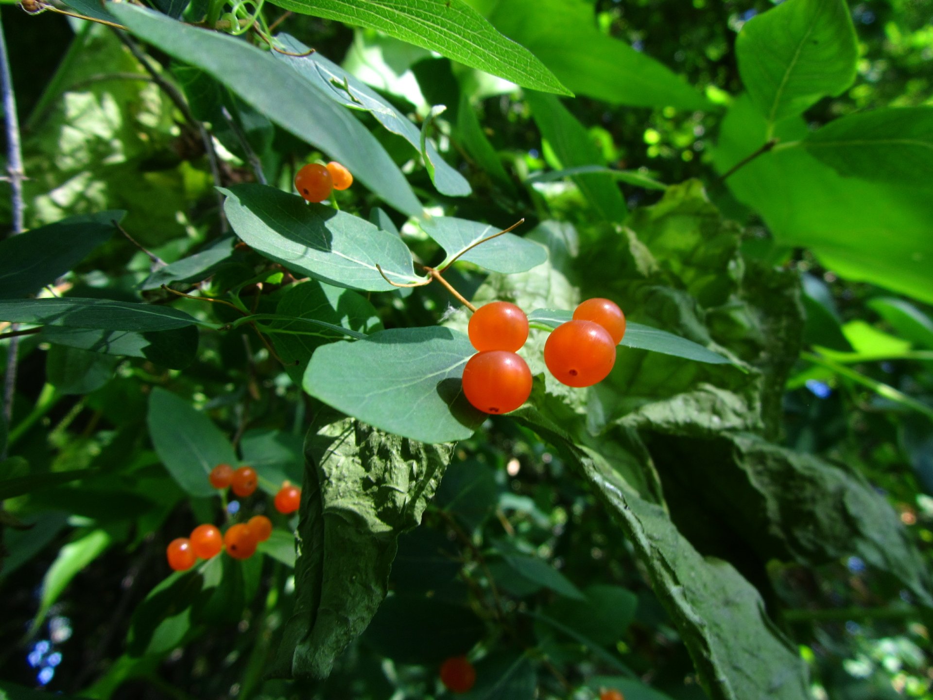 Download Food Berry 4k Ultra HD Wallpaper by Vergilius