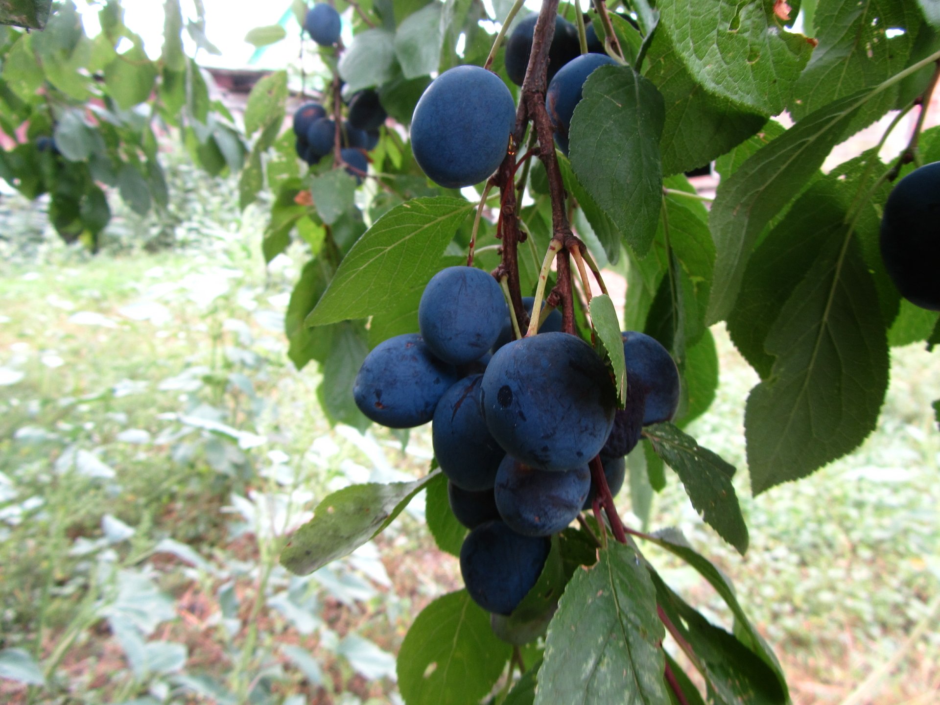 Download Food Berry 4k Ultra HD Wallpaper by Vergilius