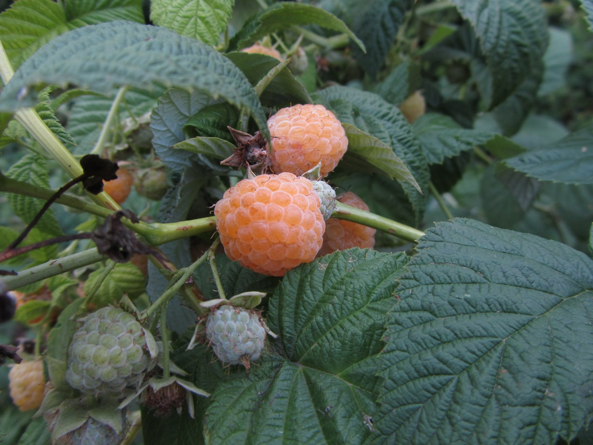 Download Food Berry 4k Ultra HD Wallpaper by Vergilius