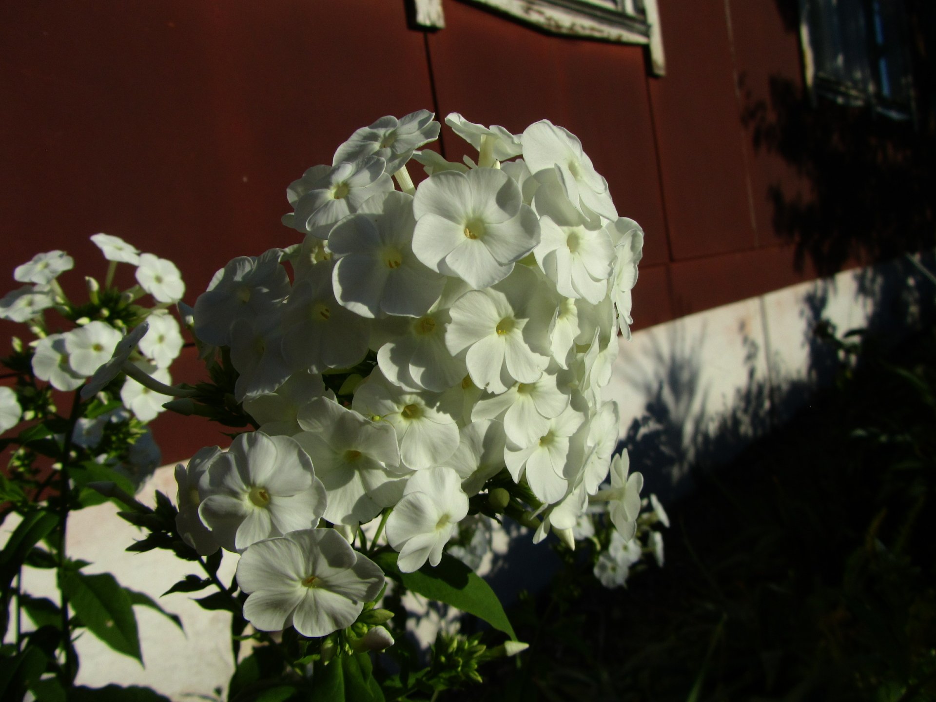 Download Nature Flower 4k Ultra HD Wallpaper by Vergilius