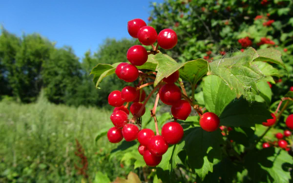 food berry HD Desktop Wallpaper | Background Image