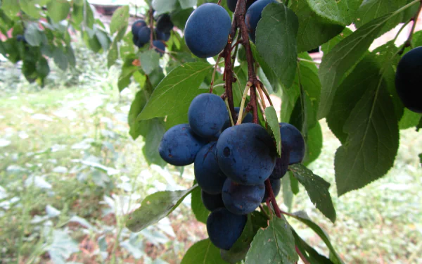 food berry HD Desktop Wallpaper | Background Image