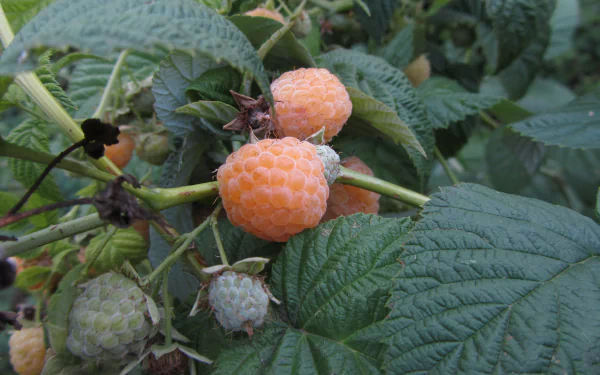 food berry HD Desktop Wallpaper | Background Image