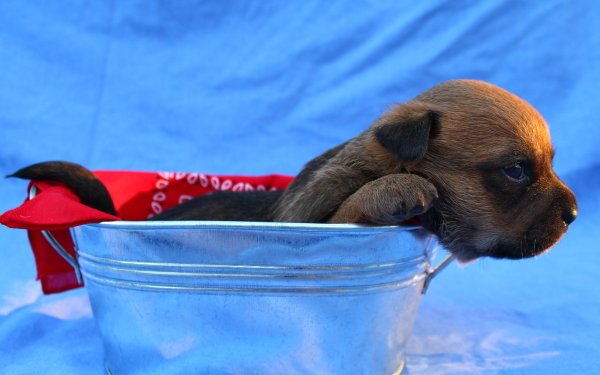 Animal Puppy Dogs Dog Cute Baby Animal HD Wallpaper | Background Image