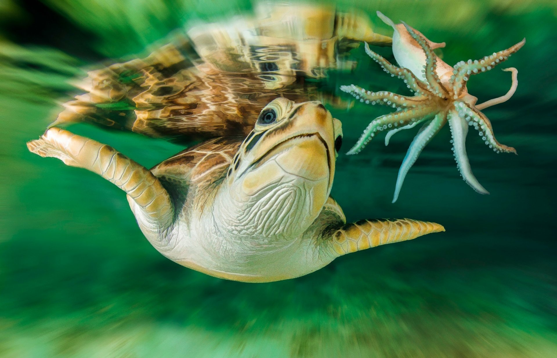 Majestic Underwater Turtle and Shrimp HD Wallpaper Adventure ...