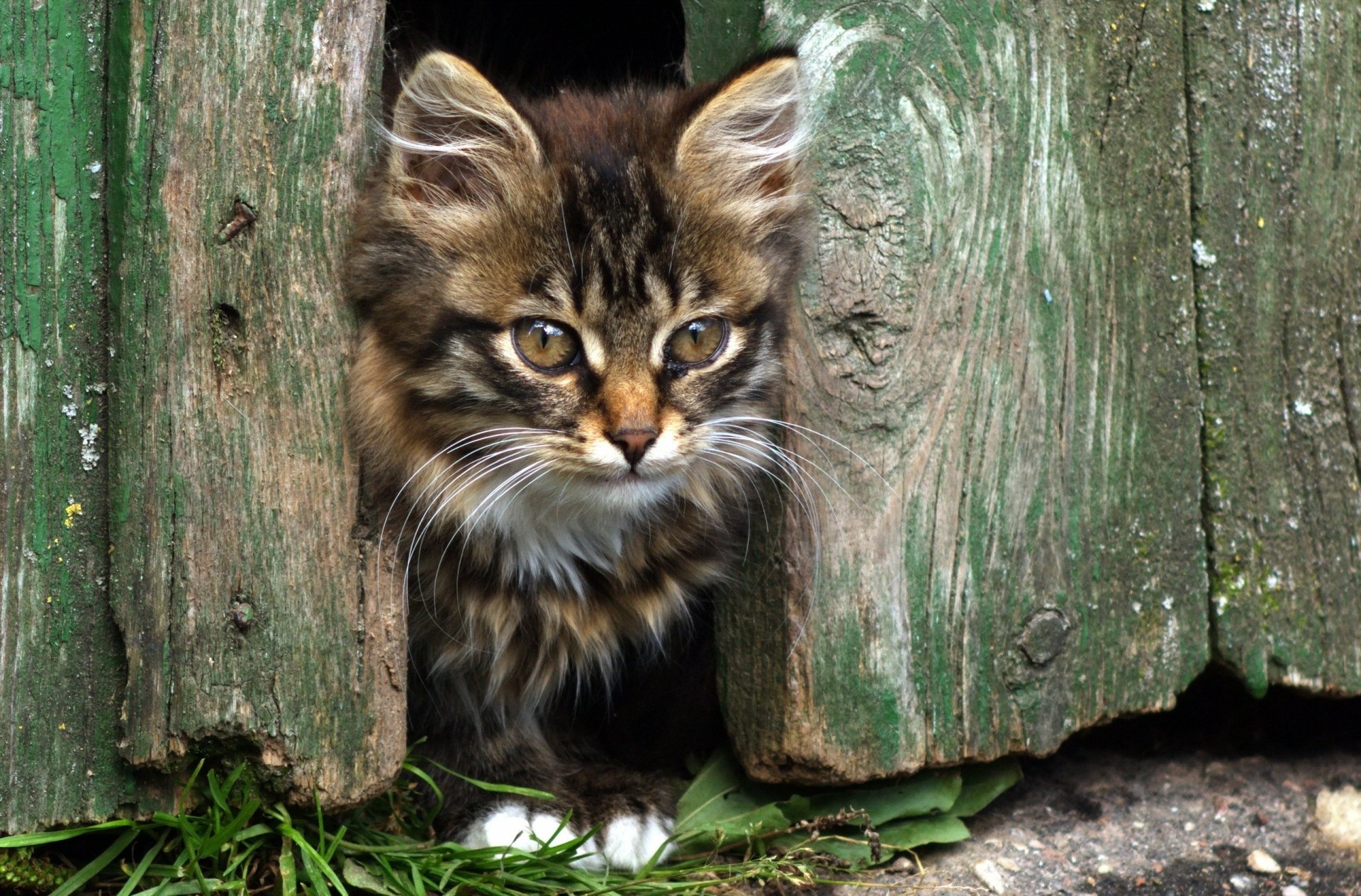 A curious kitten peeks through a wooden fence, surrounded by lush greenery, captured in vibrant detail as a high-definition PC desktop wallpaper.