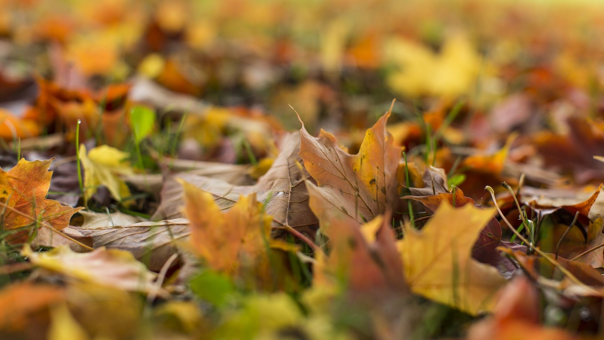 Stunning 4K Ultra HD Fall Leaves Wallpaper – Free Nature Download by ...