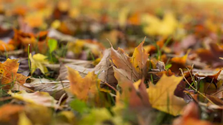 nature fall HD Desktop Wallpaper | Background Image