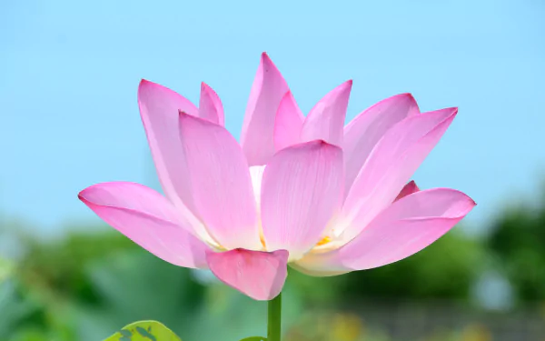 nature lotus HD Desktop Wallpaper | Background Image