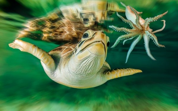 Animal Turtle Turtles Shrimp Underwater HD Wallpaper | Background Image