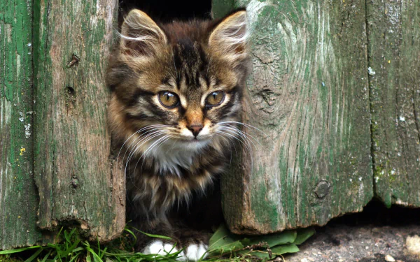 A curious kitten peeks through a wooden fence, surrounded by lush greenery, captured in vibrant detail as a high-definition PC desktop wallpaper.