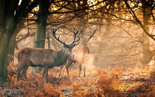 Animal Deer Fall Forest Sunshine HD Wallpaper | Background Image