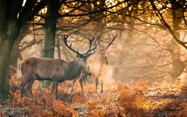 A serene forest scene in fall, featuring majestic deer basking in golden sunshine, surrounded by warm hues and mist, creating a tranquil atmosphere for an HD wallpaper.