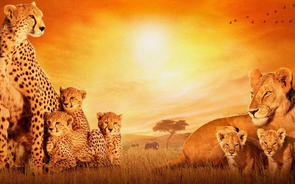 Movie African Cats Cats Lion Leopard HD Wallpaper | Background Image