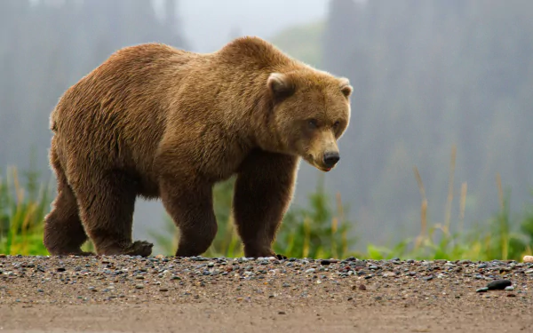 A majestic bear walks along a scenic path, surrounded by lush greenery, captured in stunning 4K Ultra HD for a captivating desktop wallpaper.