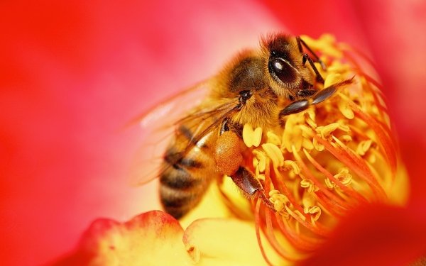 Animal Bee Insects Flower Macro Yellow Red HD Wallpaper | Background Image