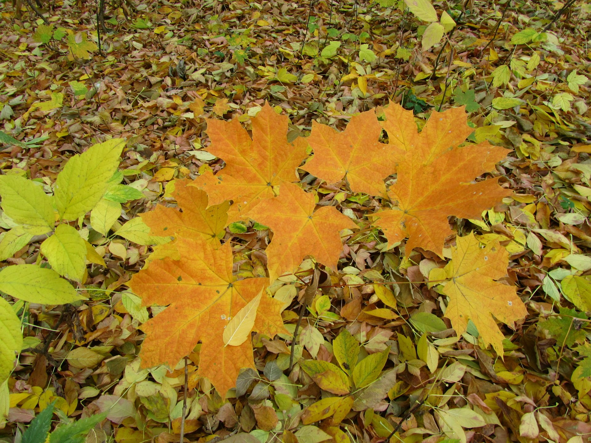 Download Nature Leaf 4k Ultra HD Wallpaper by Vergilius