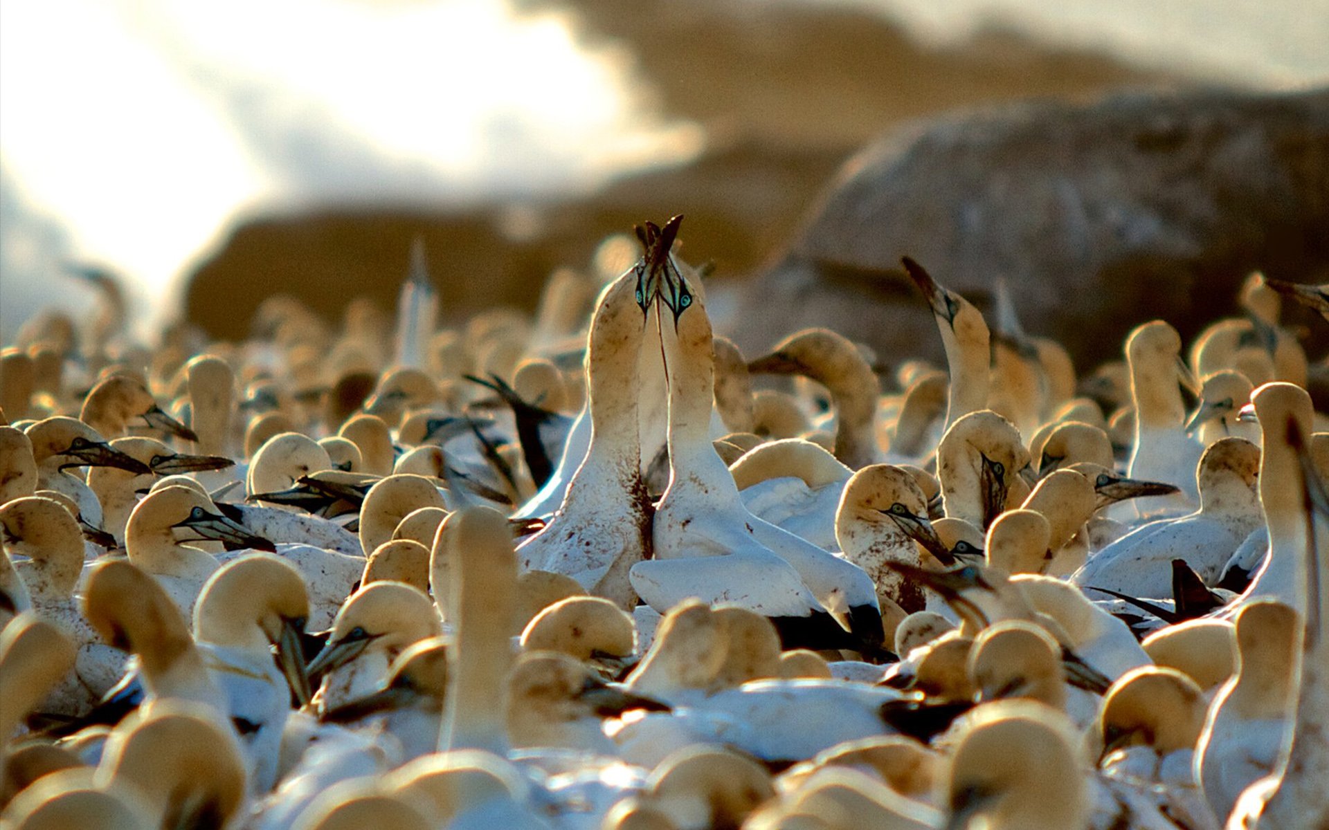 Download Bird Animal Northern Gannet HD Wallpaper