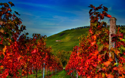 man made vineyard HD Desktop Wallpaper | Background Image
