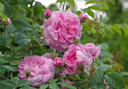 HD PC desktop wallpaper: close-up of dewy pink roses nestled among green leaves, a lush nature background.