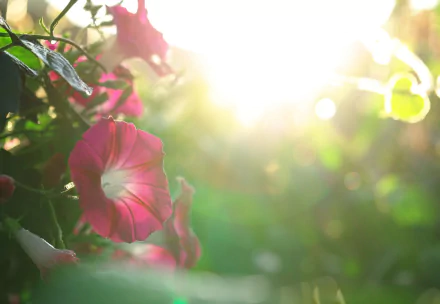 nature petunia HD Desktop Wallpaper | Background Image