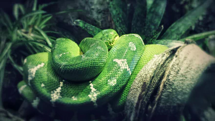 A vibrant green tree python coils gracefully on a branch among lush foliage, showcasing its striking emerald color and intricate scale patterns in stunning 4K Ultra HD detail.