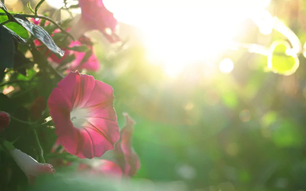 nature petunia HD Desktop Wallpaper | Background Image