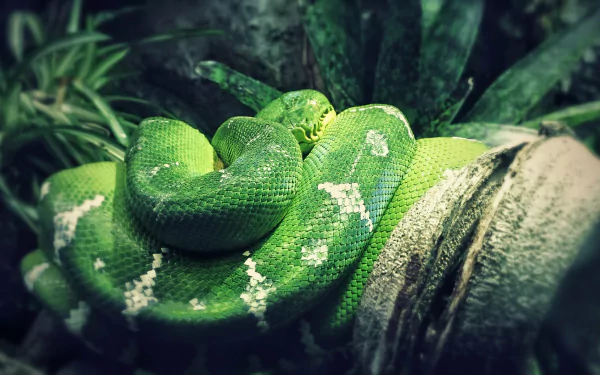 Emerald Python HD Wallpaper