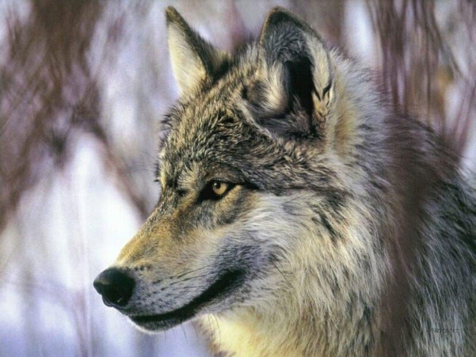 Real Wolf Wallpapers
