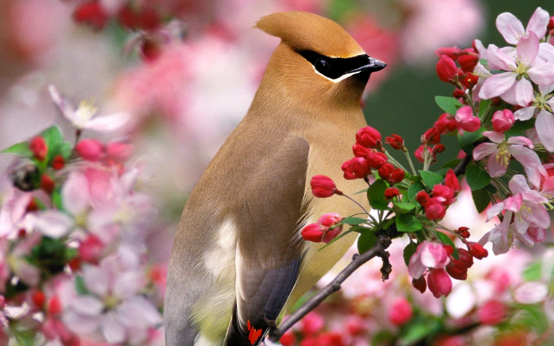 Download Bird Animal Waxwing HD Wallpaper