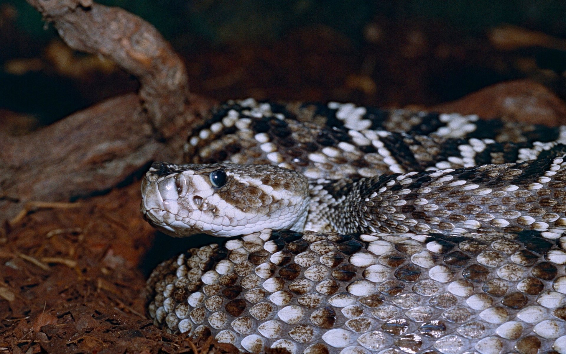Eastern Diamondback Rattlesnake HD Wallpaper