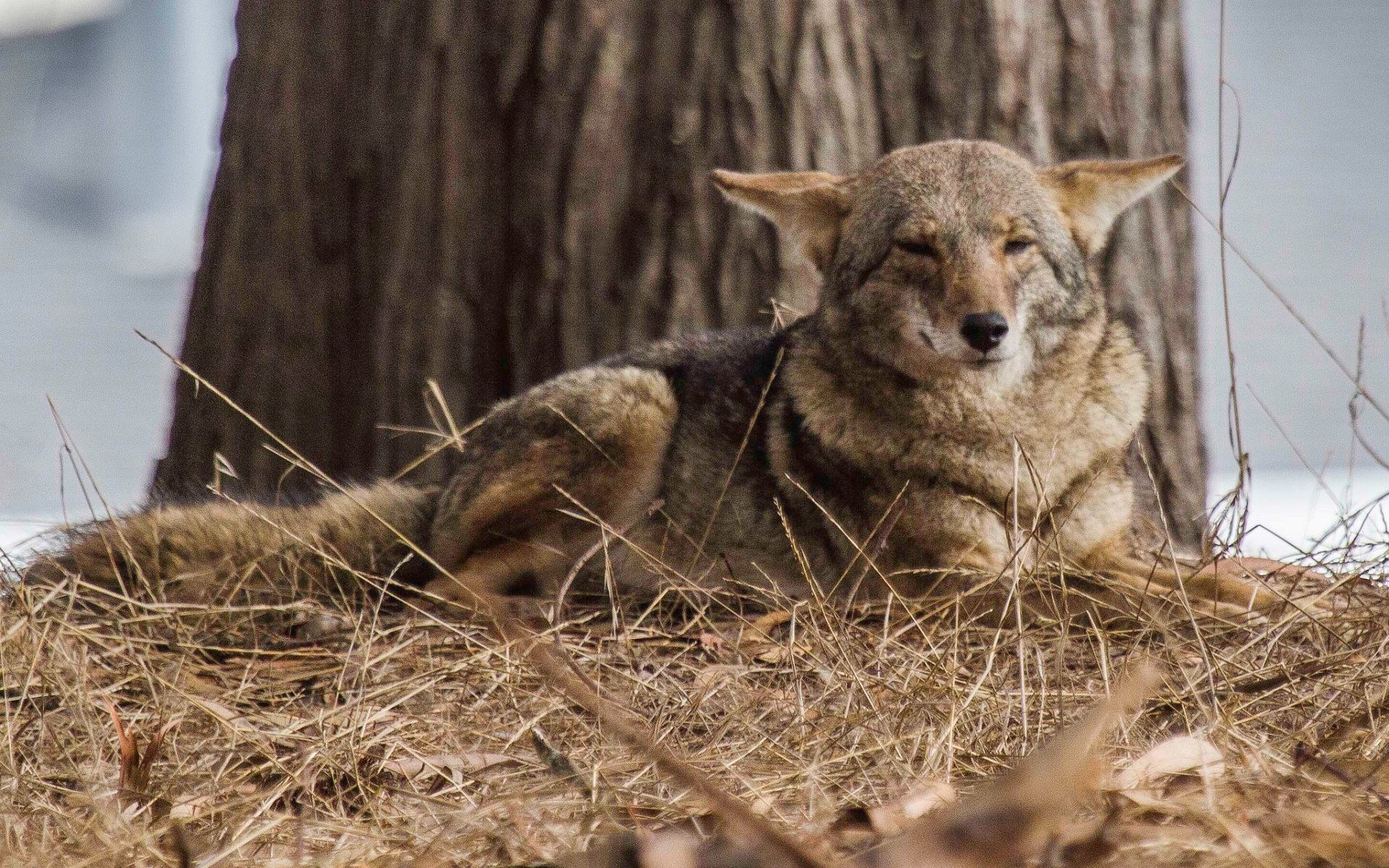 Coyote Full HD Wallpaper and Background Image | 1920x1200 | ID:553324