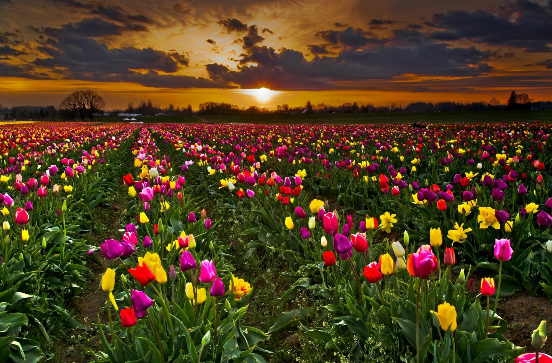 Download Evening Sunset Cloud Sun Field Nature Tulip Hd Wallpaper