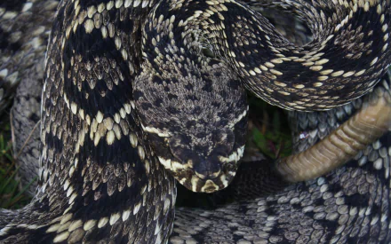 Animal eastern diamondback rattlesnake HD Desktop Wallpaper | Background Image
