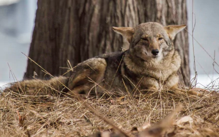 A serene coyote resting on dried grass near a tree, captured in high definition, showcasing the natural beauty of this wild canine in a tranquil setting.