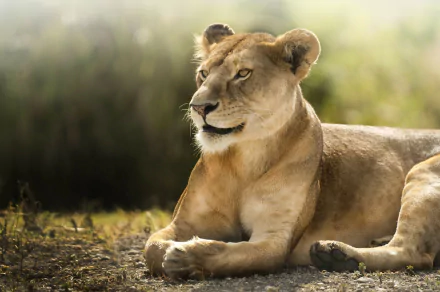 A serene lioness rests on the ground, exuding strength and grace, set against a blurred natural background. This stunning image captures her beauty in 4K Ultra HD quality.