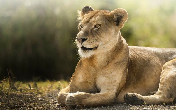 Animal Lion Cats Lioness HD Wallpaper | Background Image