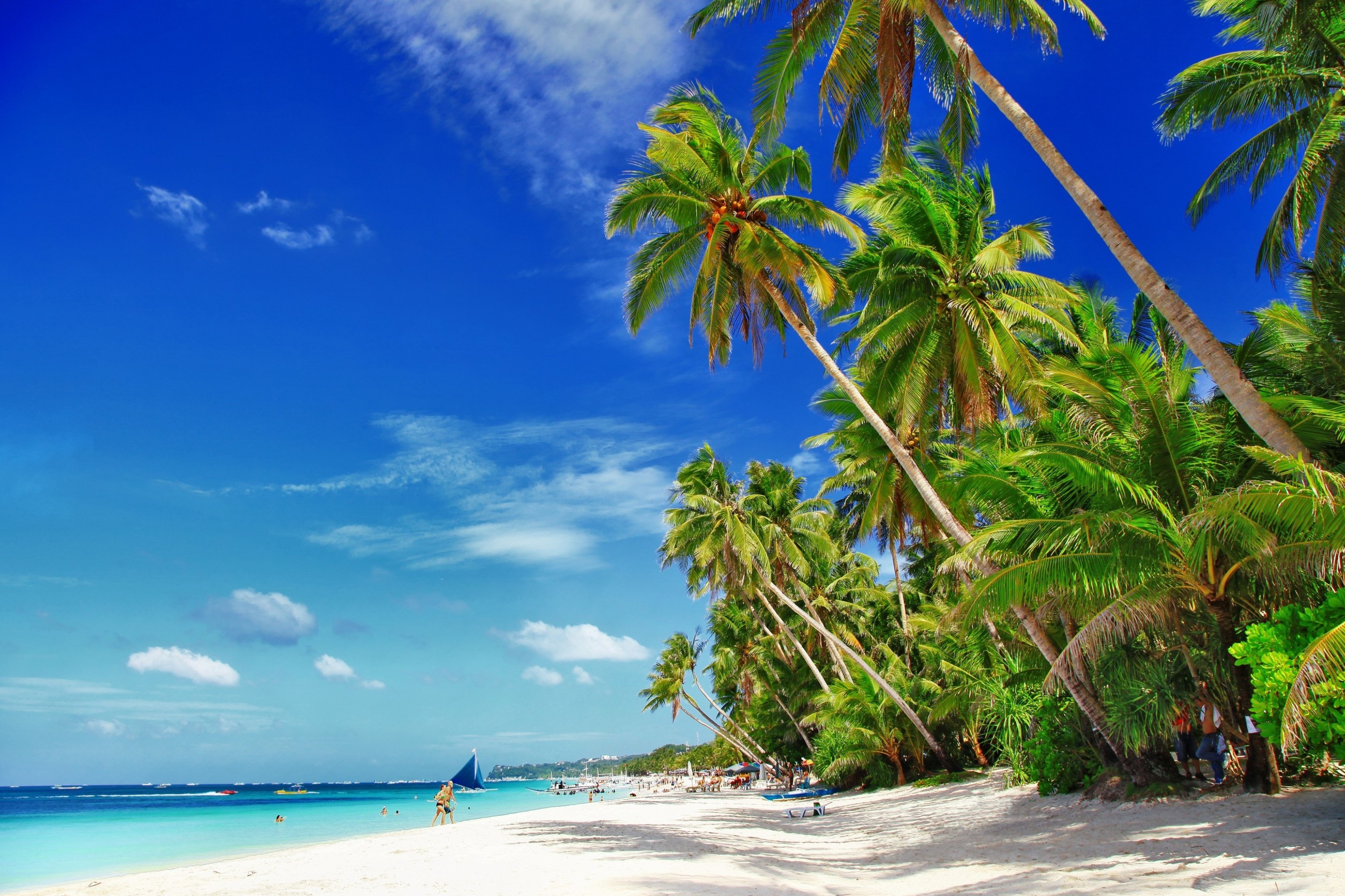 Download Philipines Tropics Palm Tree Sea Photography Beach HD Wallpaper