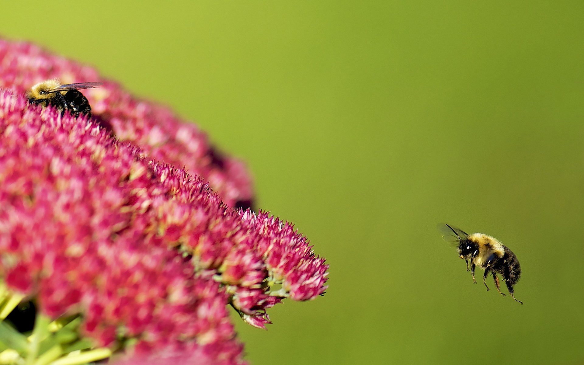 Download Animal Bee HD Wallpaper by Jamie In Bytown | 1920x1200 ...