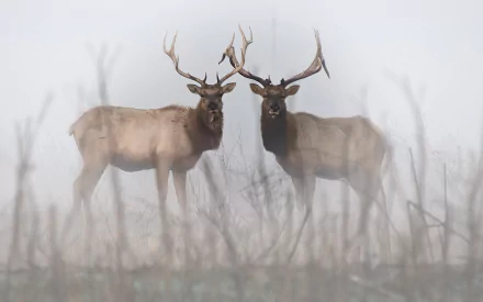 HD desktop wallpaper featuring two majestic deer with large antlers standing in a misty field.