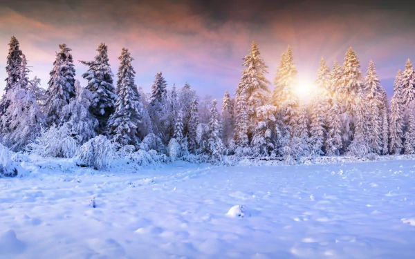 A serene winter forest at sunset, with snow-covered trees glowing in the warm light, creating a stunning nature scene for an HD desktop wallpaper.